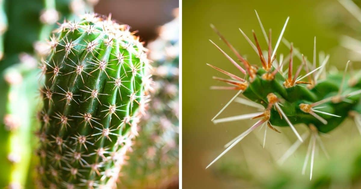 How to Remove Cactus Needles Sublime Succulents