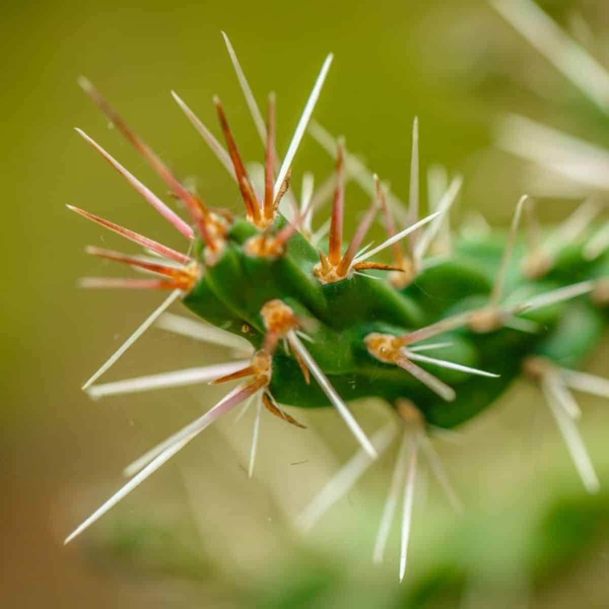 Cactus needles close-up.