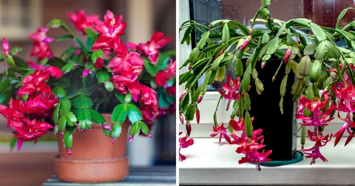How to Repot a Christmas Cactus