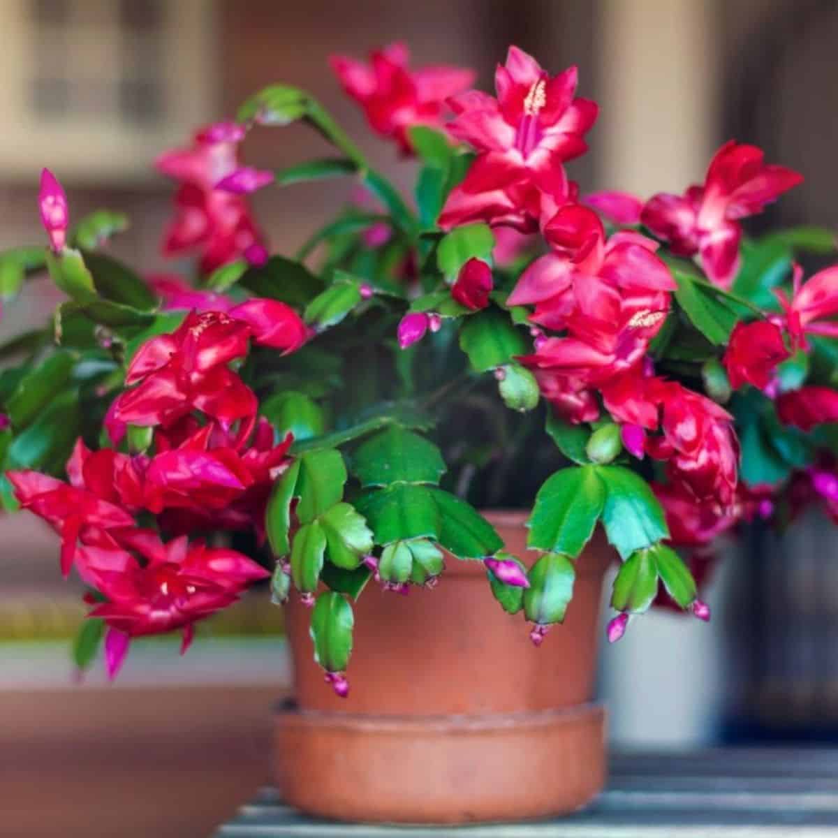 Beatiful blooming christmas cactus succulent in a pot.,