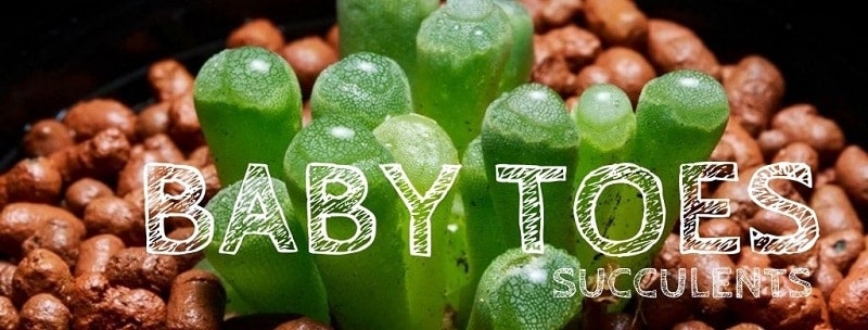 Baby Toes Succulents – A Care Guide