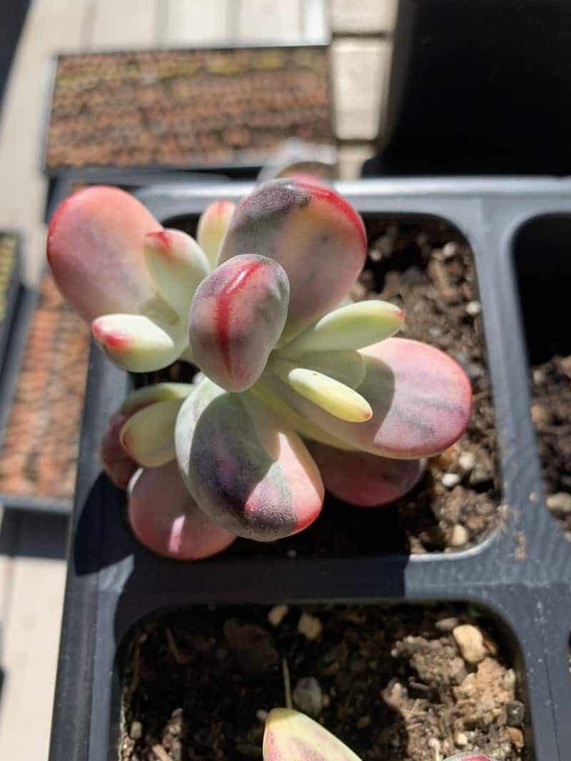 Cotyledon growing in a black planter.