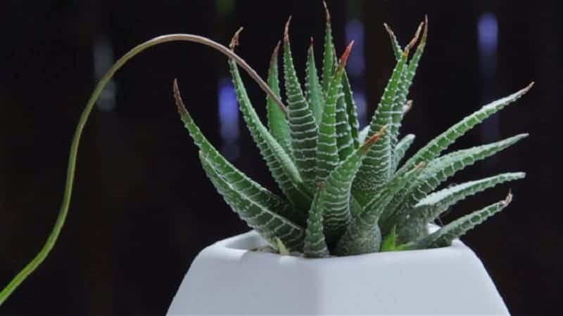 Haworthia Succulent growing in a white pot,