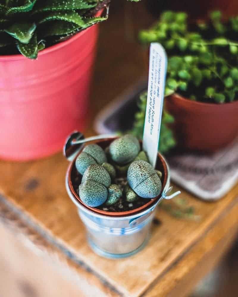 Pleiospilos nelii growing in a pot on the wooden table