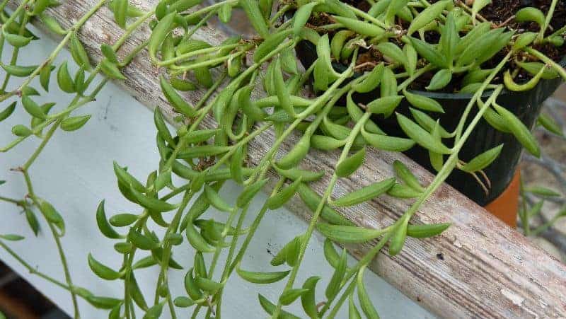 Banana Succulent growing in a pot on the balcony.