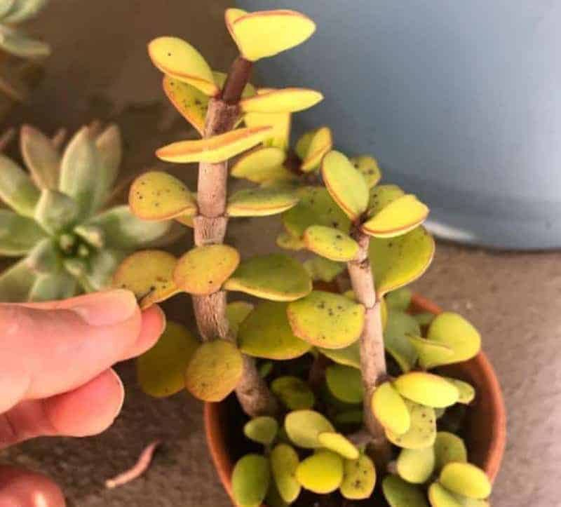 Hnad touching Elephant Bush Succulent in a small pot.