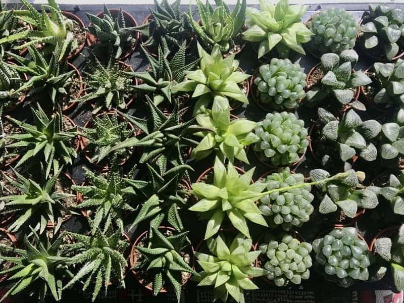 Haworthia Succulent different species in pots.