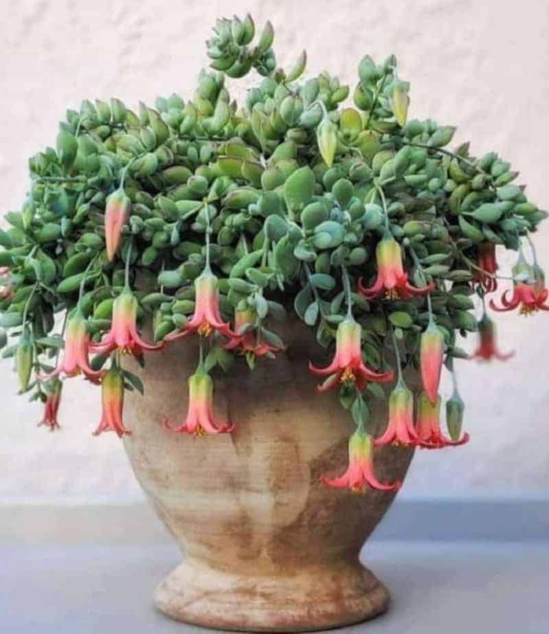 Cotyledon Succulent growing in a pot.