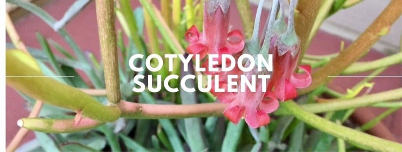 Cotyledon Succulent