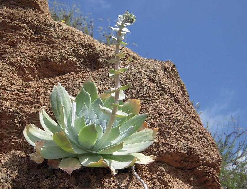 Dudleya Succulent growing on a rock.