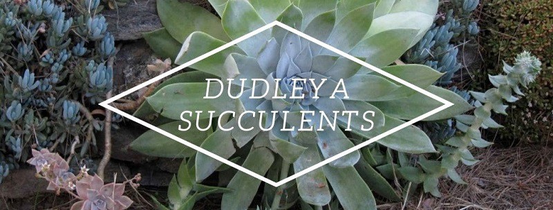Dudleya Succulents – An Ultimate Care Guide
