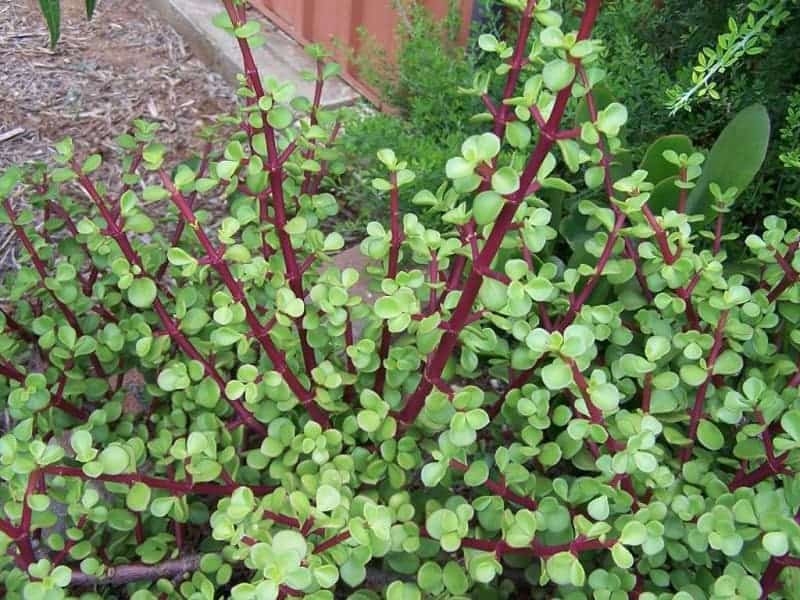 Elephant Bush Succulent growing outdoor.