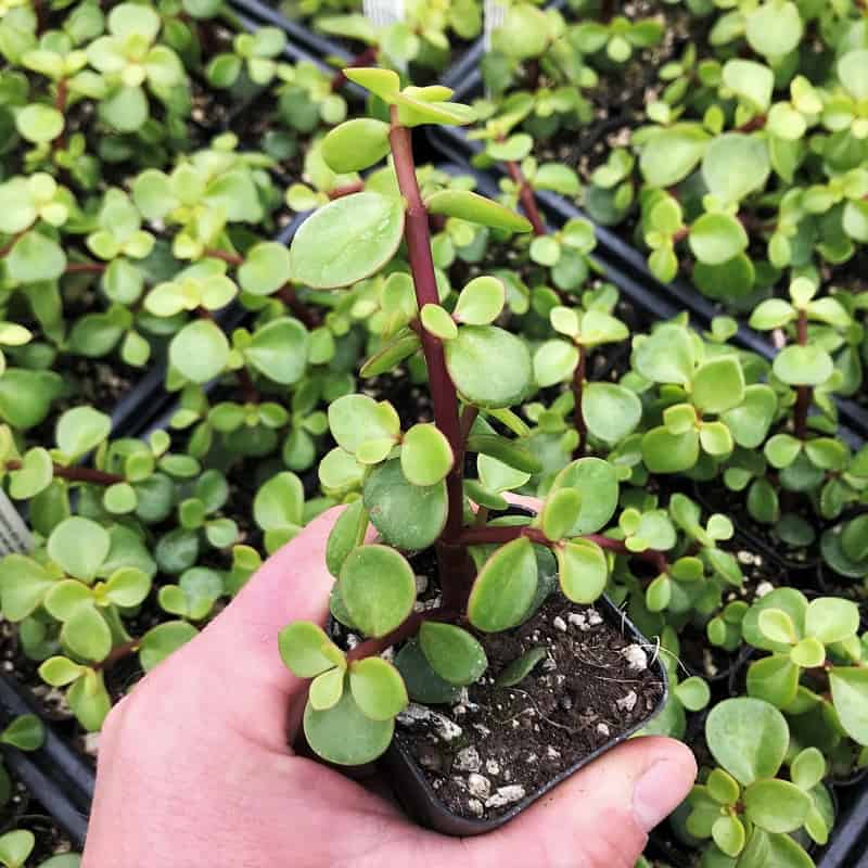 Hand holding Elephant Bush Succulent in a small pot.