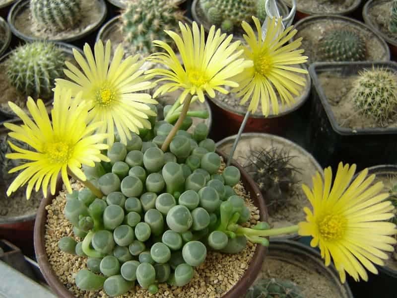 Blooming Baby Toes Succulents in a pot.