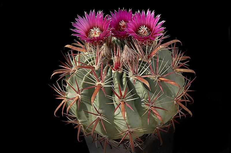 Blooming Ferocactus Latispinus AKA Devil’s Tongue Barrel Cactus .