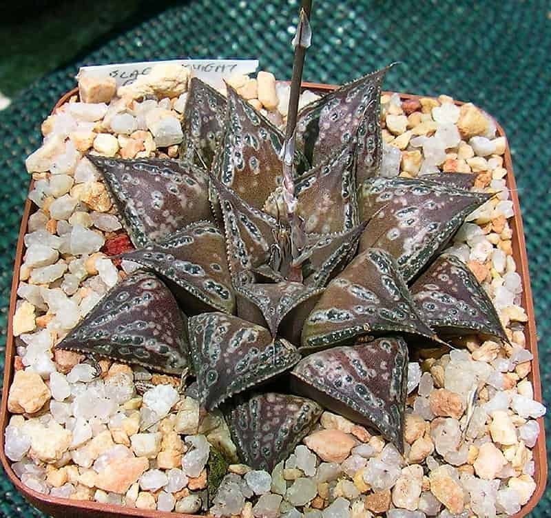 Haworthia Succulent hybrid growing in a pot.