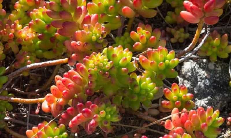 Sedum rubrotinctum growing outdoor.