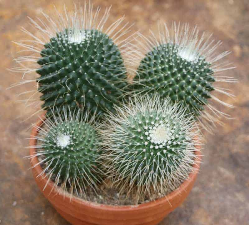 Mammillaria Spinosissia in a red pot.