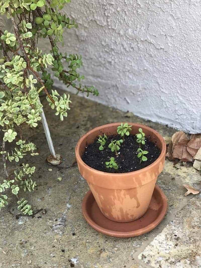 Elephant Bush Succulent in a brown pot outdoor.