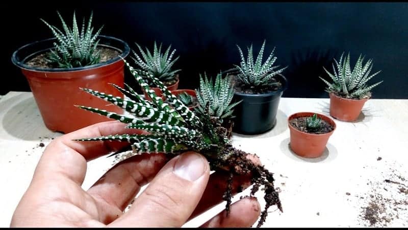 Hand holding a Haworthia Succulent seedling.