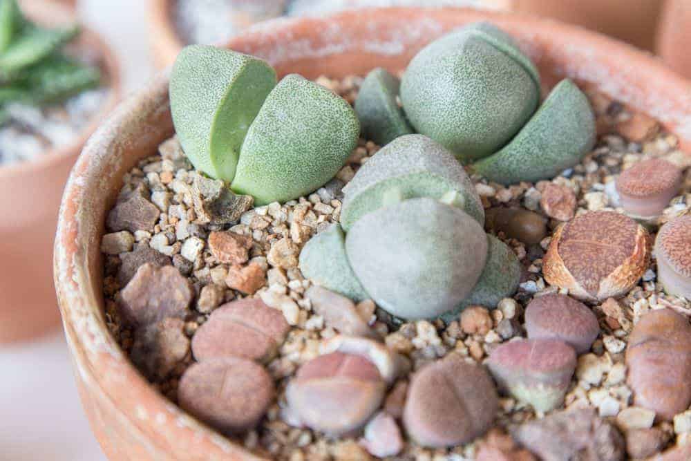 Pleiospilos nelii growing in a pot.