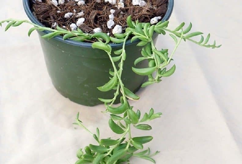 Banana Succulent growing in a green pot.