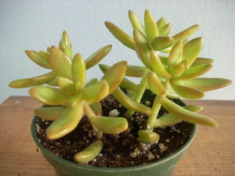 Sedum Adolphii AKA Golden Glow in a green pot.