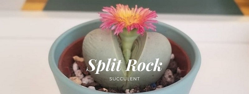 Split Rock Succulent