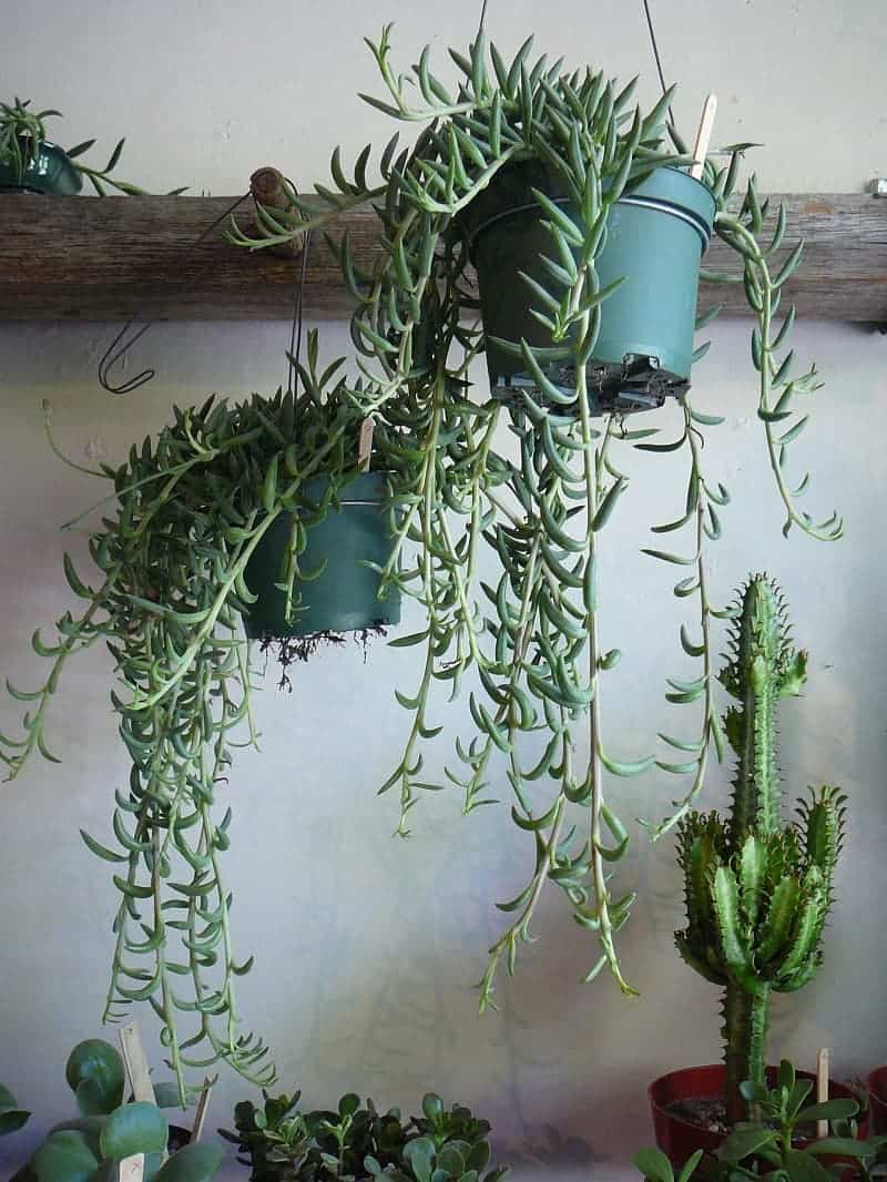 Banana Succulent growing in green pots indoors.
