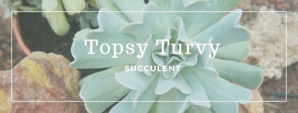 Topsy Turvy Succulent – An Ultimate Care Guide