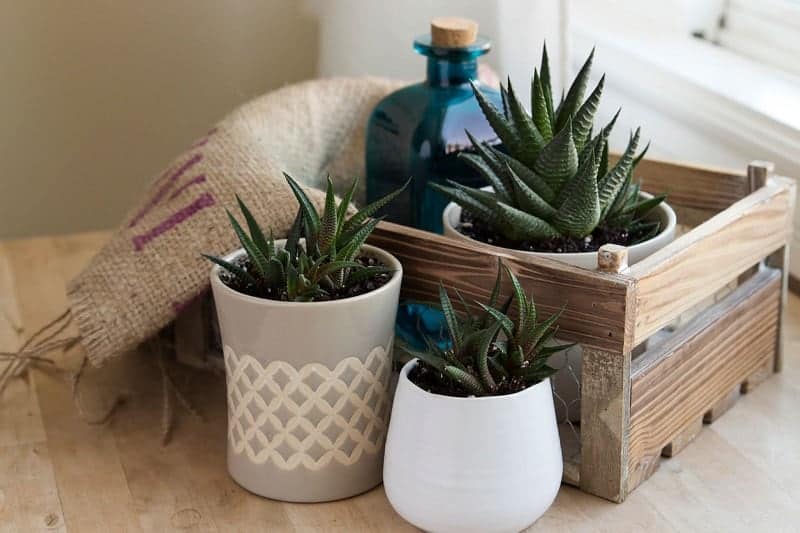 Haworthia Succulents in different pots.