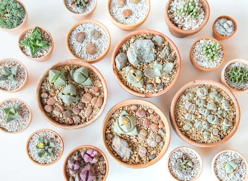 Pleiospilos neliis in pots top view.