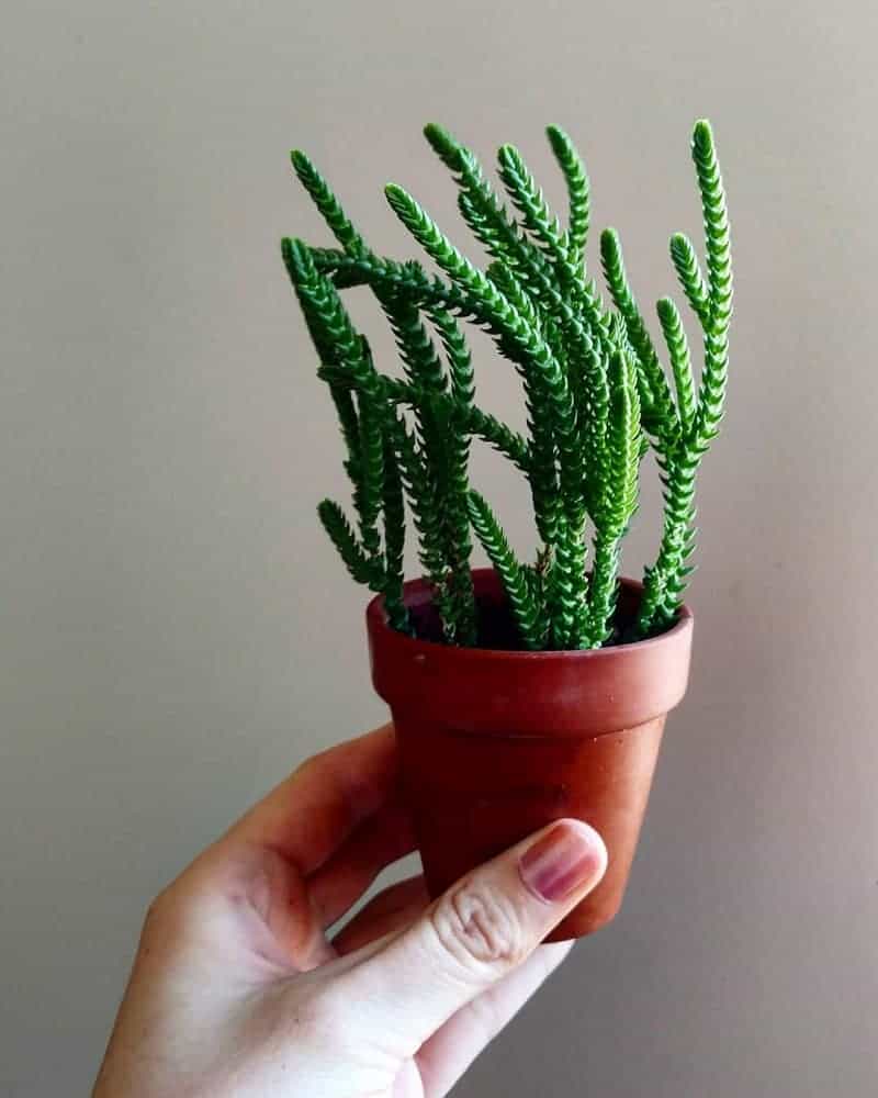 Hand holding a Crassula muscosa in a red pot.