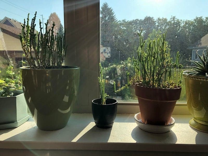 Crassula muscosa indoor growing in pots near a window.