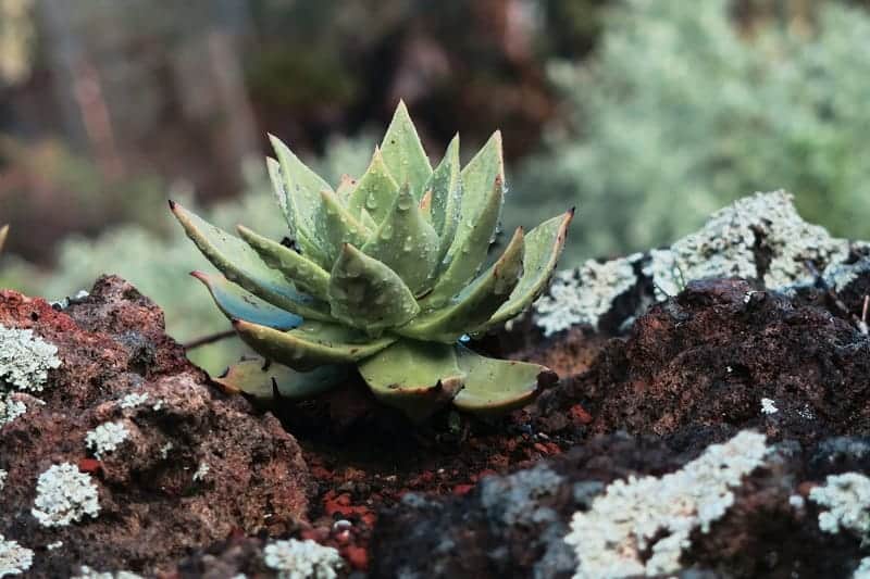 Dudleya Succulent growing in an outdoor garden.