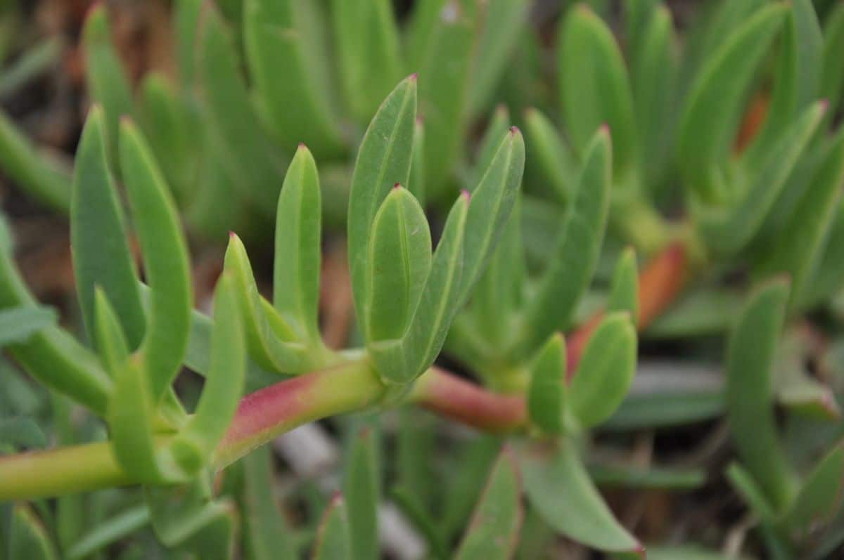 Banana Succulent close-up.