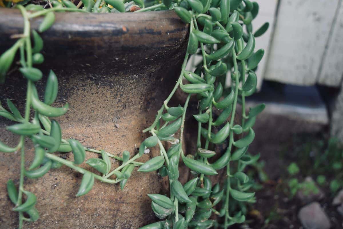 Banana Succulent growing in a pot.