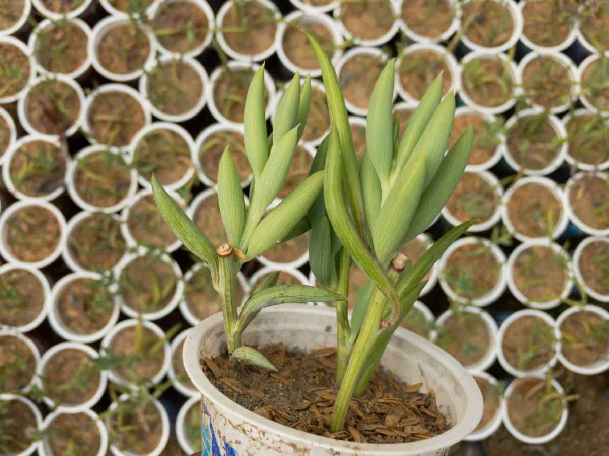 Banana Succulent growing in a small pot.