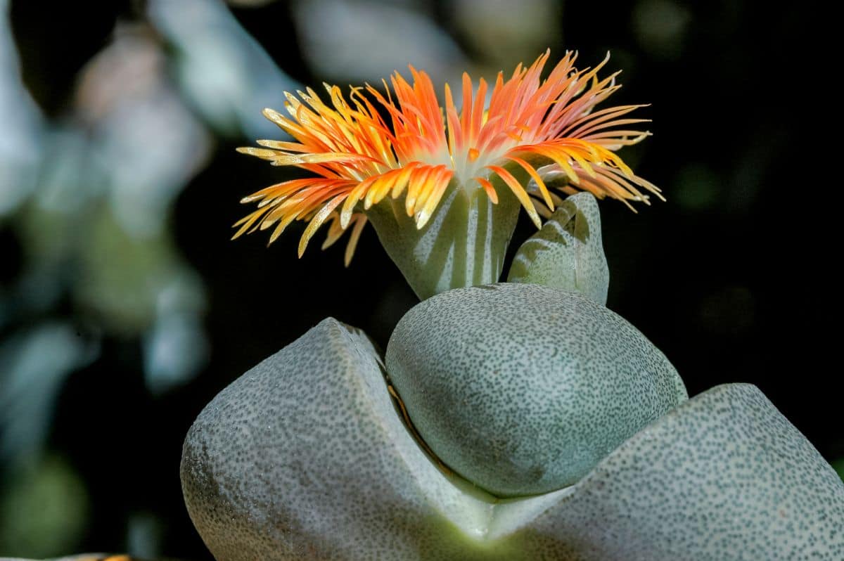 Blooming split rock succulent close-up.