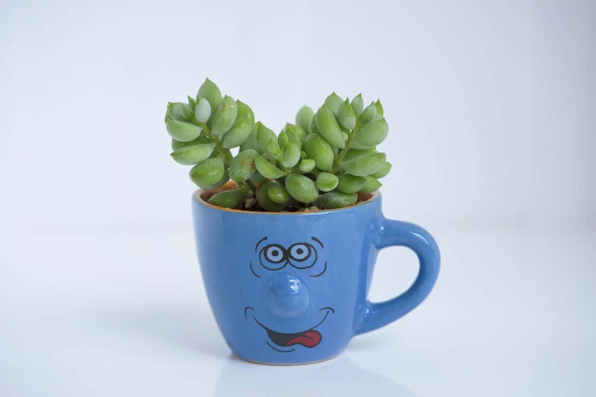 Cotyledon pendens in a blue cup.