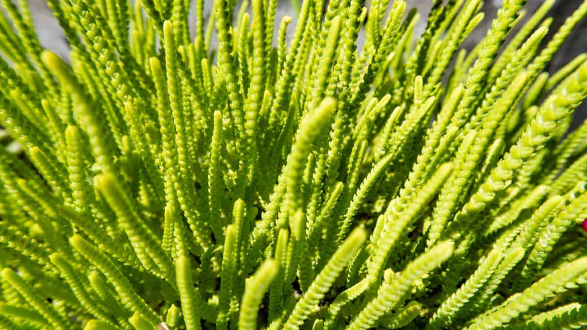 Crassula muscosa clsoe-up on sunny day.