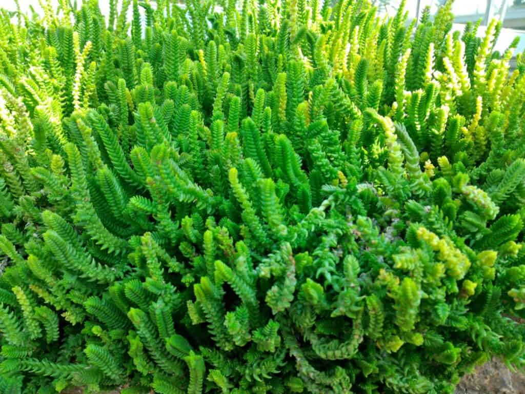 Watch Chain Succulent An Ultimate Care Guide Sublime Succulents