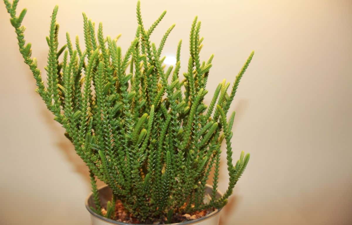 Crassula muscosa growing in a pot.