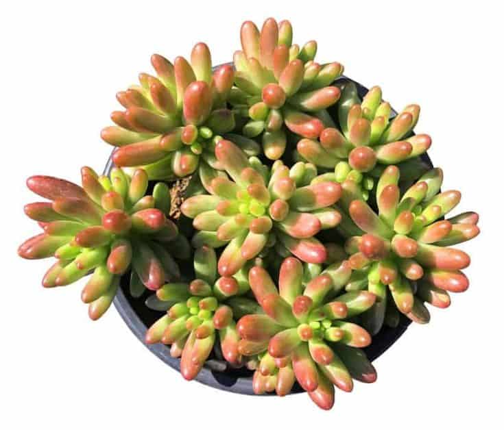 Jelly Bean Succulent How to Care for Jelly Bean Succulent