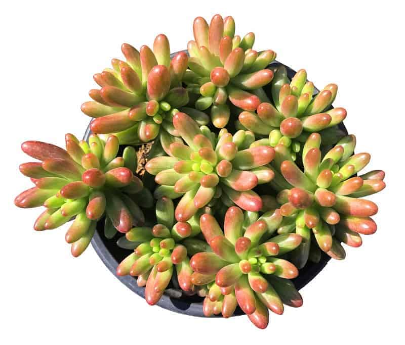 Sedum rubrotinctum growing in a pot.