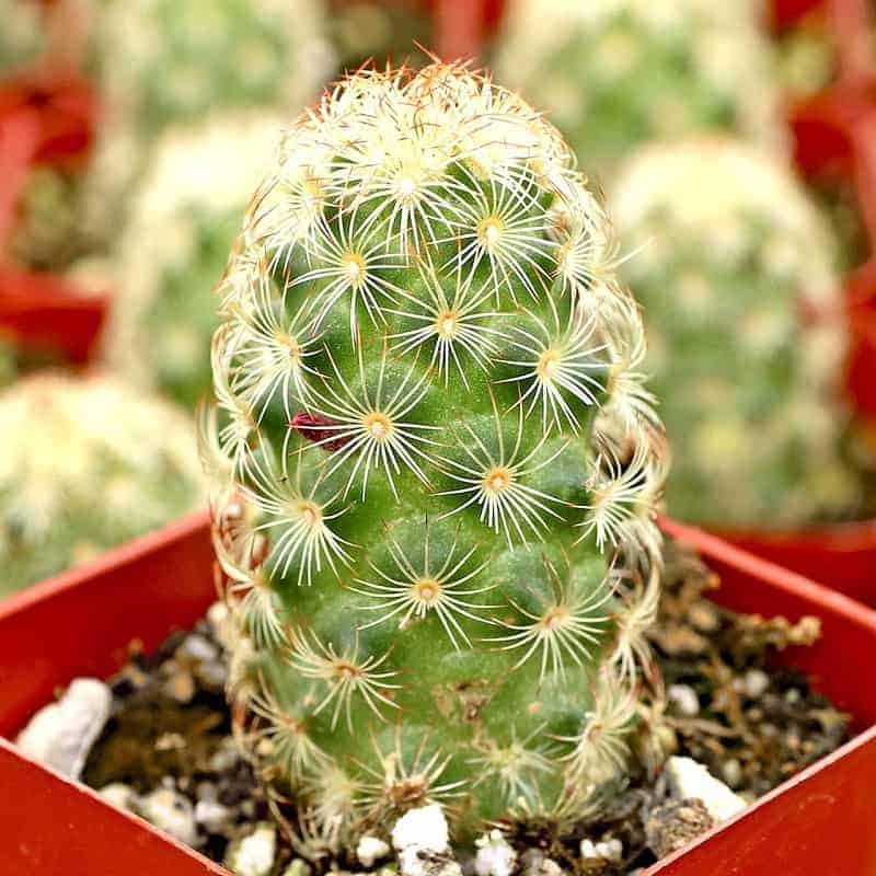 Mammillaria Elongata growing in a red pot close-up.