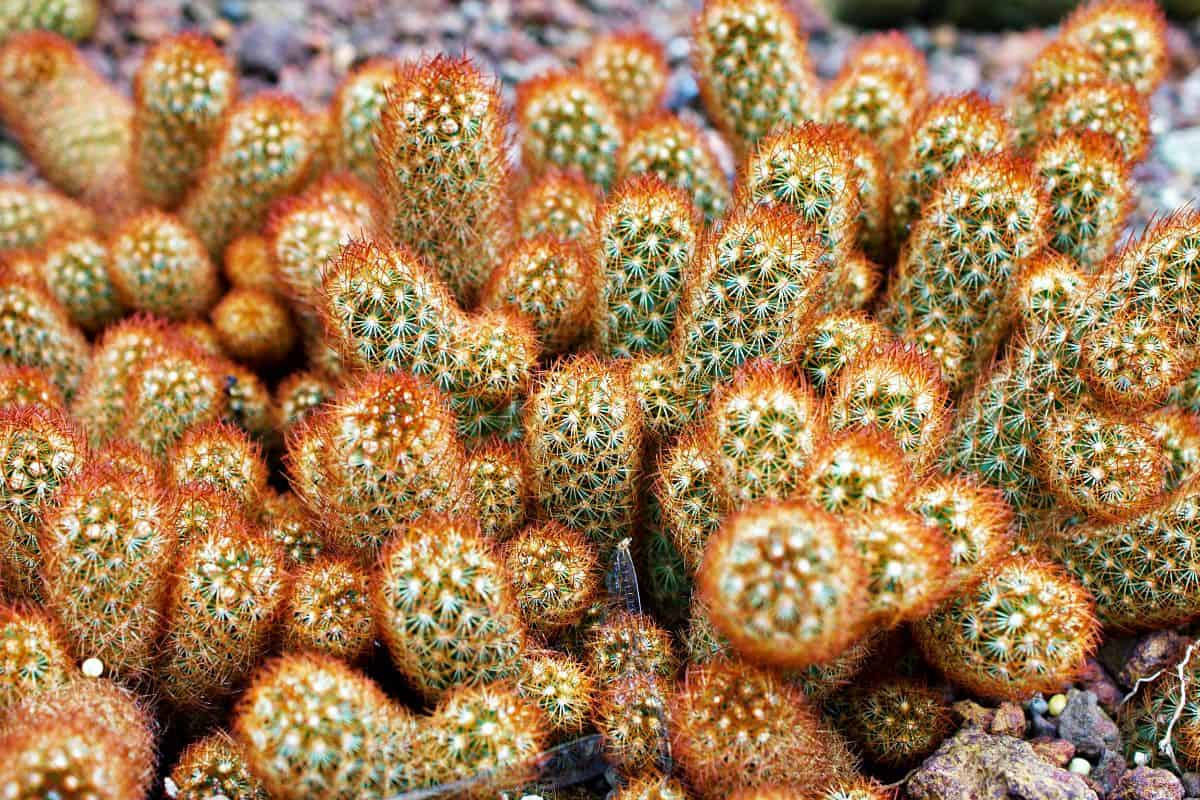 Mammillaria Elongata growing outdoor.