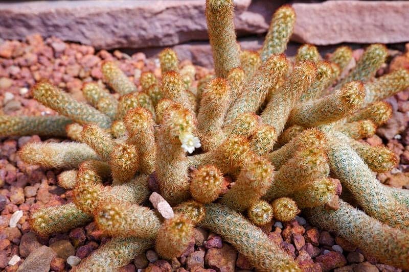 Mammillaria Elongata growing outdoor.