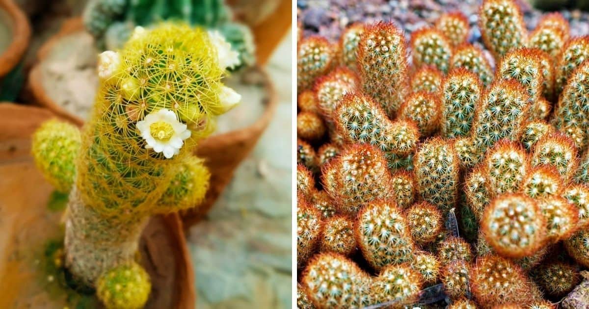 Mammillaria Elongata AKA Ladyfinger Cactus A Care Guide Sublime