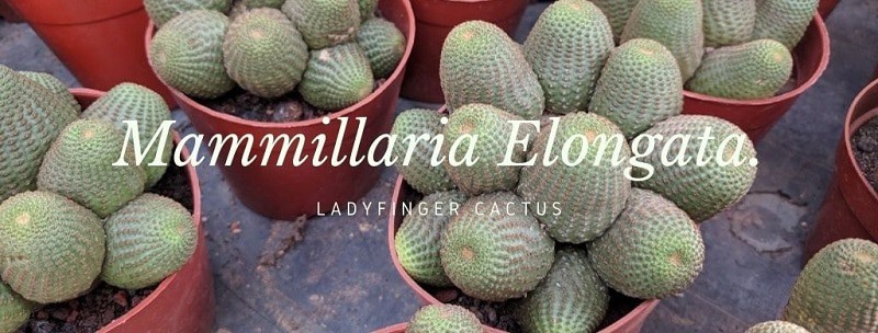 Mammillaria Elongata AKA Ladyfinger Cactus – A Care Guide